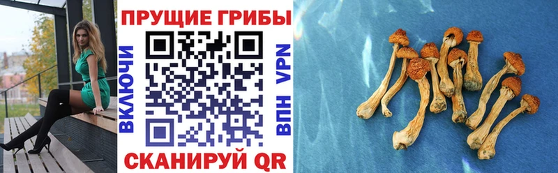 закладка Нытва kraken Псилоцибиновые грибы Cubensis